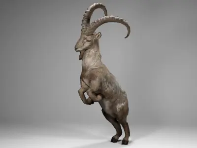 Alpine Ibex Low-poly 3D model