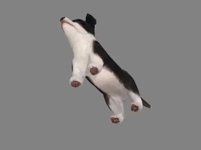 Cartoon pet puppy - Bianmu - baby dog Low-poly 3D model