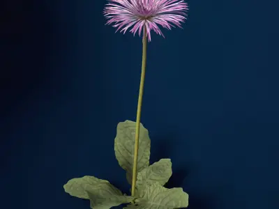 XfrogPlants Spider Gerbera 3D model