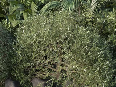 Garden set topiary and tropical plants - outdoor plant 3D model