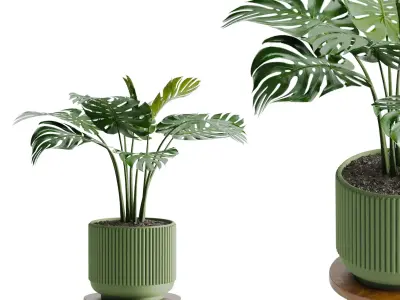 Swiss chesse plant 3D model