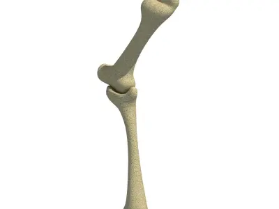 Bones of Animal Leg  3D model