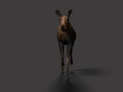 Moose Female Animated VFX Grace 3D model