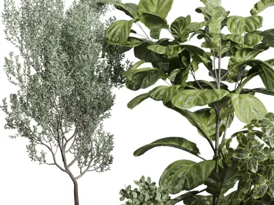 Collection indoor plant ficus lyrata monstera longhi godwin vase 3D model