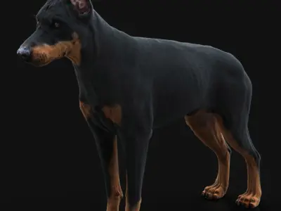 Dobermann XGEN RIGGED 3D model