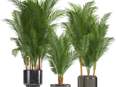 Collection of decorative palms 3D model