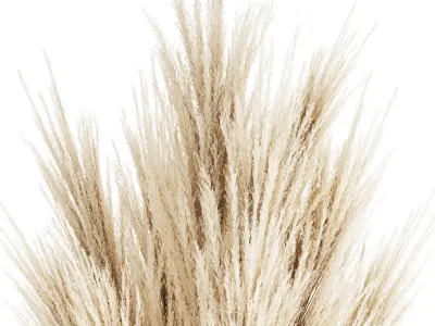 Bouquet Dried Flowers Branches  Cortaderia Pampas 539 3D model