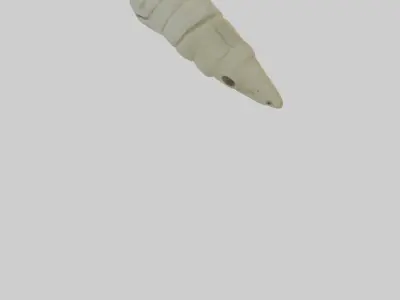 Lizard Tibia Low-poly 3D model