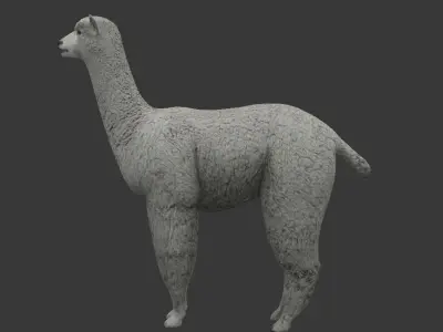 white Alpaca Low-poly 3D model