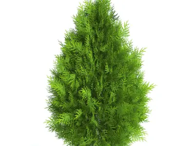 Thuja Shrub III 3D model