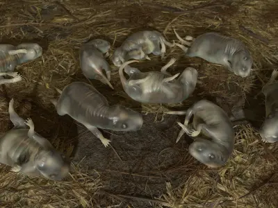 Cub Rat Low-poly 3D model