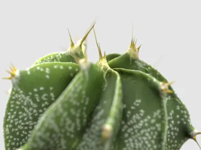 Cactus Decorative Vase 3D model