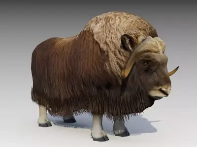 Muskox yak Low-poly 3D model