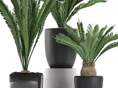 Decorative Cycas palm in a black flowerpot 623 3D model