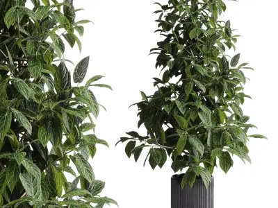 indoor plant 295 pot plant concrete dirt vase Low-poly 3D model