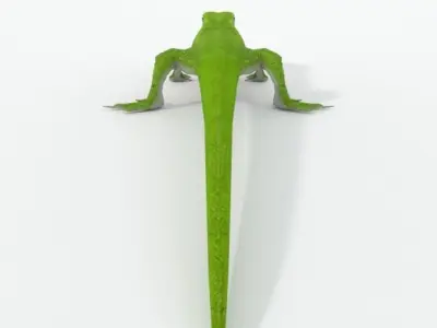 Anole Lizard  - Carolina anole Low-poly 3D model