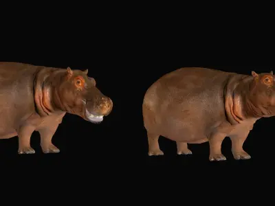 Hippopotamus Amphibius Low-poly 3D model