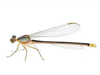 Lifelike Damselfly with Transparent Wings model pack Low-poly 3D model