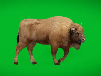 European Bison Wisent Low-poly 3D model