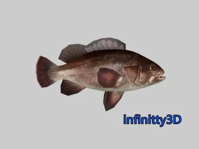 Coral Fish Pack 2 Low-poly 3D model