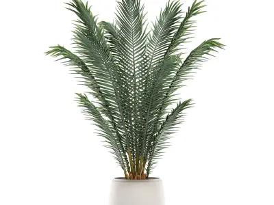 Decorative palm in a white flowerpot for interior design 531 3D model