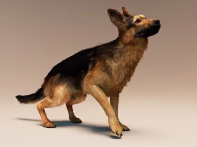 German Shepherd   Dynamics   Rigged   Animated 3D model
