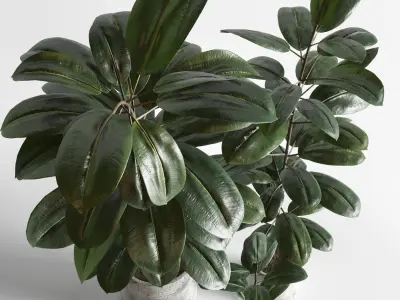 Ficus rubbery plant in concrete dirt vase  3D model