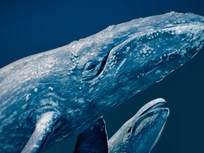 Gray Whale 3D model