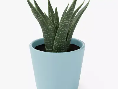 Decorative Succulent Plant in the pot 3D model