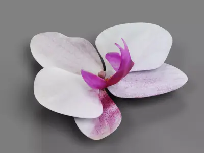 Phalaenopsis Orchid Bloom 3D model