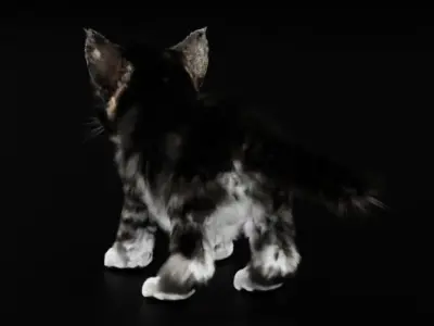 Kitten Cute 3D model