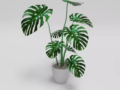 Monstera Deliciosa Plant 3D model