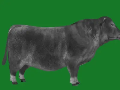 Santa Gertrudis American Cattle Low-poly 3D model