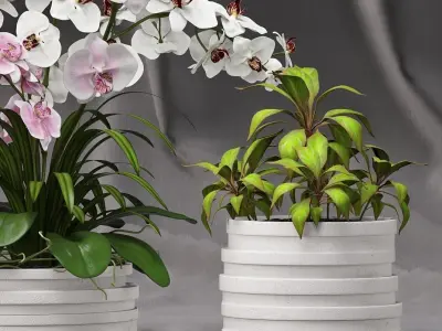 Orchid arrangement with plants 3D model