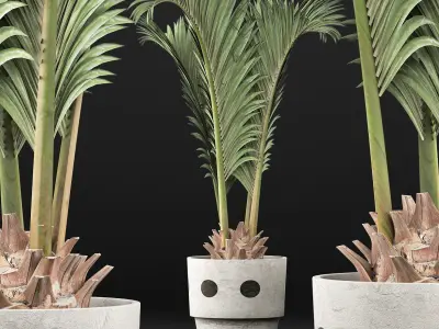 Plants Collection 130 Palm for pool 3D model