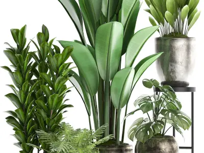 Collection Exotic plants 361 3D model