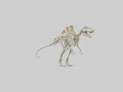 Spinosaurus Skeleton model 3D model