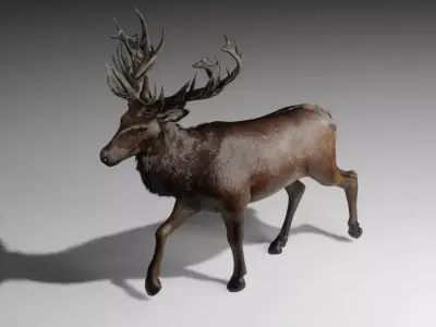 Elk Deer Rigged and Animated Low-poly 3D model