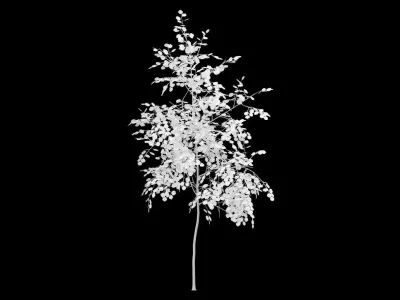 Birch Tree With White Leaves Low-poly 3D model