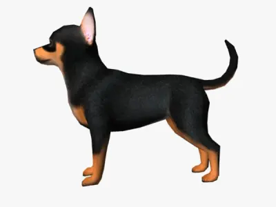 Chihuahua dog Low-poly 3D model