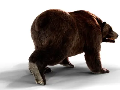 Fur Brown Bear animated  Low-poly 3D model