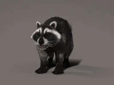 Raccoon 3d model Hair Farm Fur 3D model