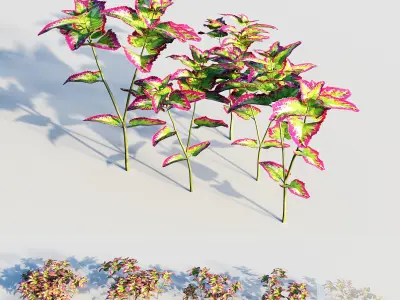 coleus plant-3 3D model