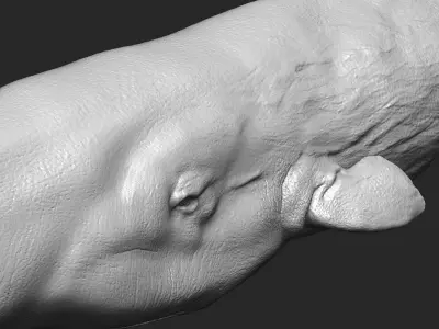 Realistic Sperm Whale High-poly  3D model