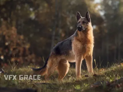German Shepherd Rigged 3D model