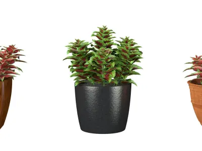 24 Flowers Collection 3D model
