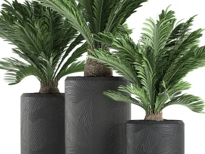 Decorative Cycas palm in a black flowerpot 624 3D model