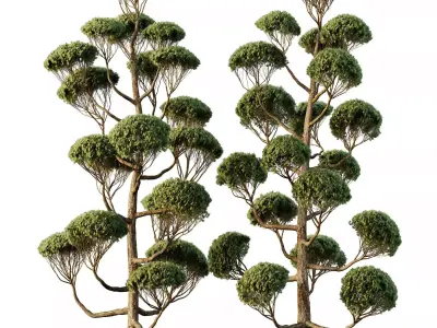 Excellent collection of Outdoor plants 11 Different Models 0032