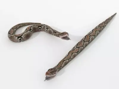 Python Snake Low-poly 3D model