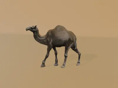 3D Rigged and Animated Arabian Camel Model Low-poly 3D model